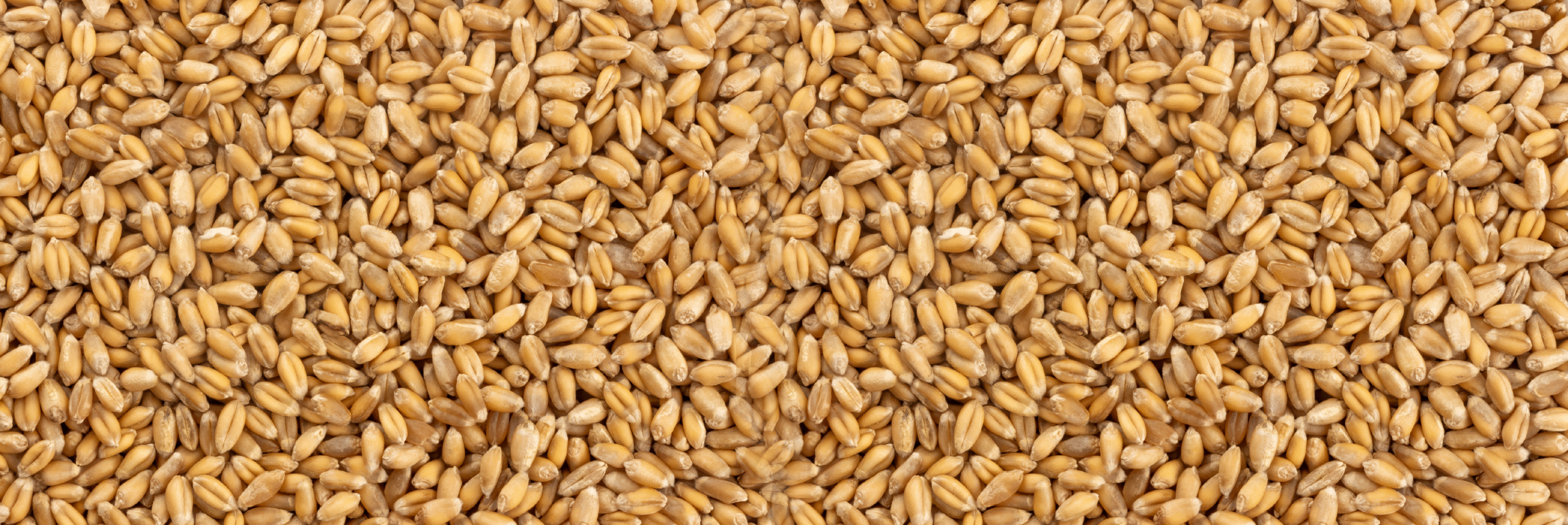 Wheat