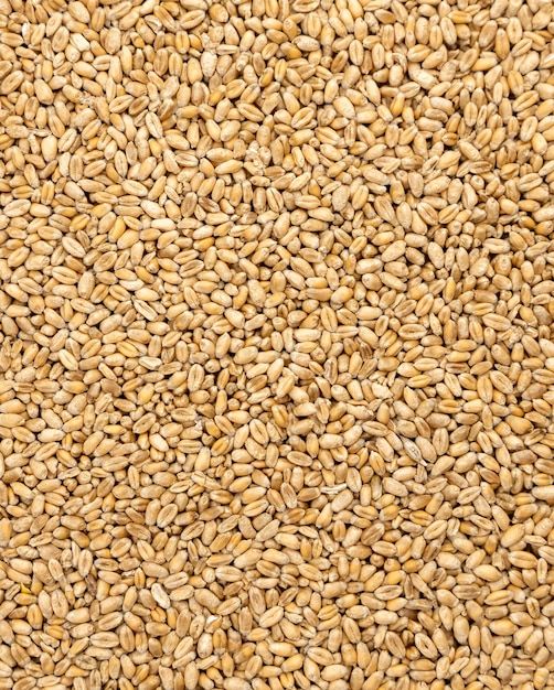 Wheat