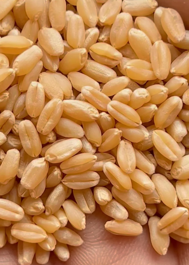 Wheat